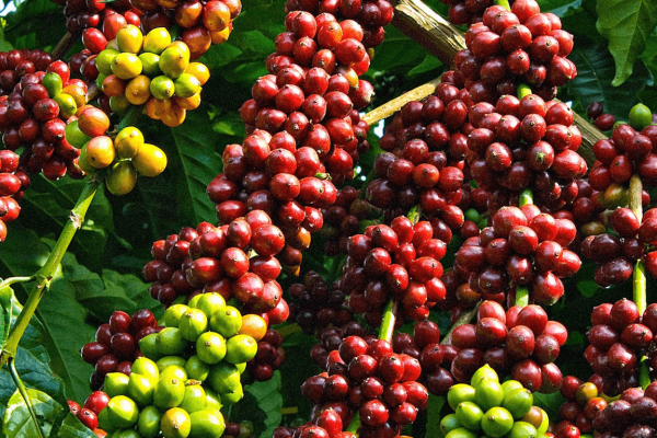 3 loại cà phê phổ biến tại Việt Nam